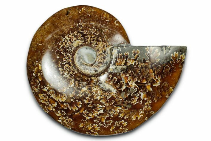 Polished Ammonite (Cleoniceras) Fossil - Madagascar #339262